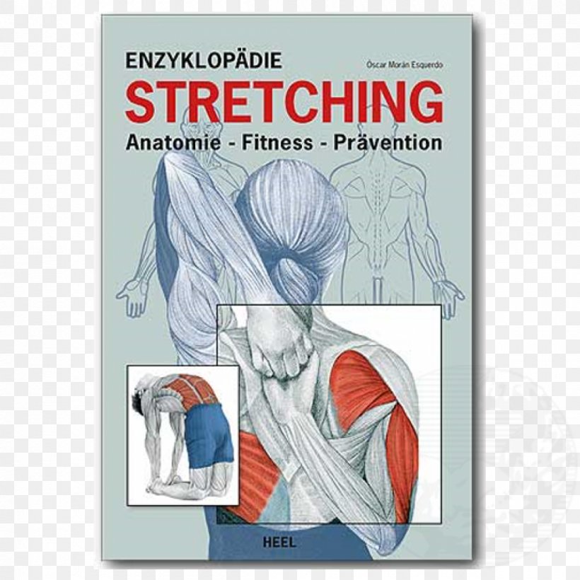 Enzyklopädie Stretching: Anatomie, Fitness, Prävention Kompaktkurs Rücken: Anatomie, PNG, 1200x1200px, Watercolor, Cartoon, Flower, Frame, Heart Download Free