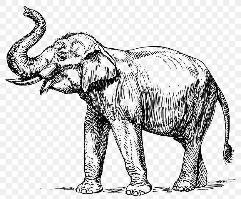 Indian Elephant Elephantidae Tusk Clip Art, PNG, 800x675px, Indian Elephant, African Elephant, Animal Figure, Art, Asian Elephant Download Free