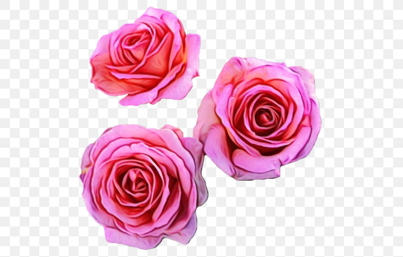 Garden Roses, PNG, 500x522px, Watercolor, Cut Flowers, Floribunda, Flower, Garden Roses Download Free