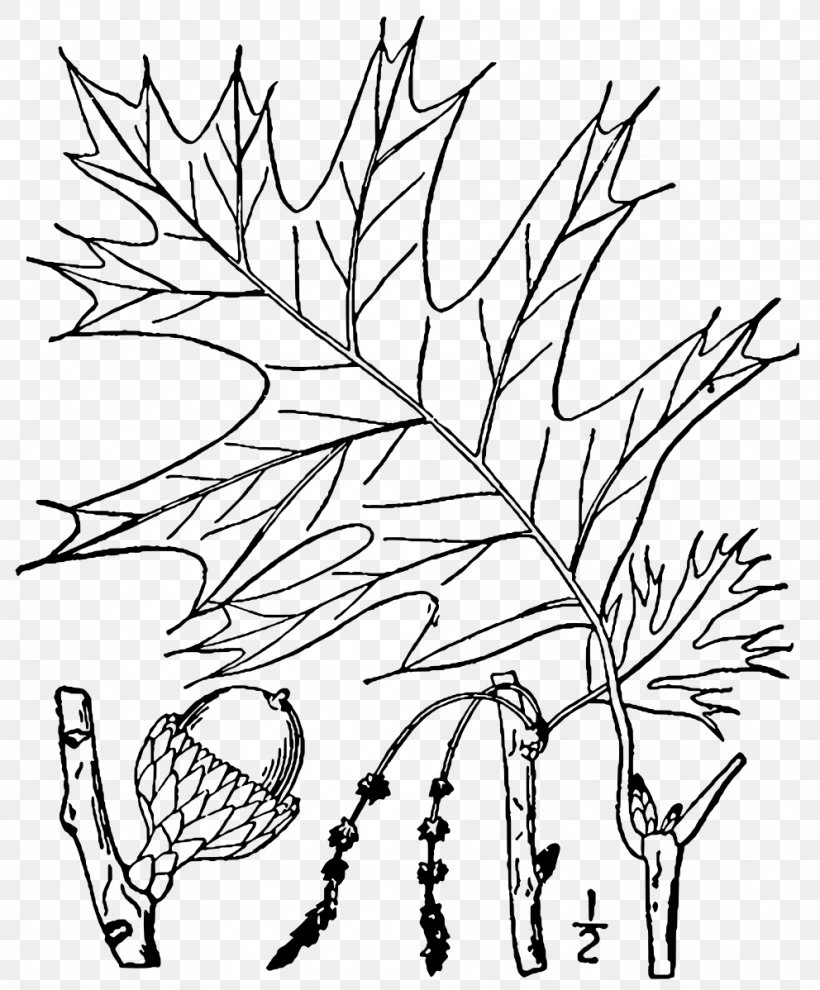 Plant Stem Leaf Root Plant Anatomy, PNG, 992x1198px, Plant Stem, Artwork, Ash, Black And White, Black Oak Download Free