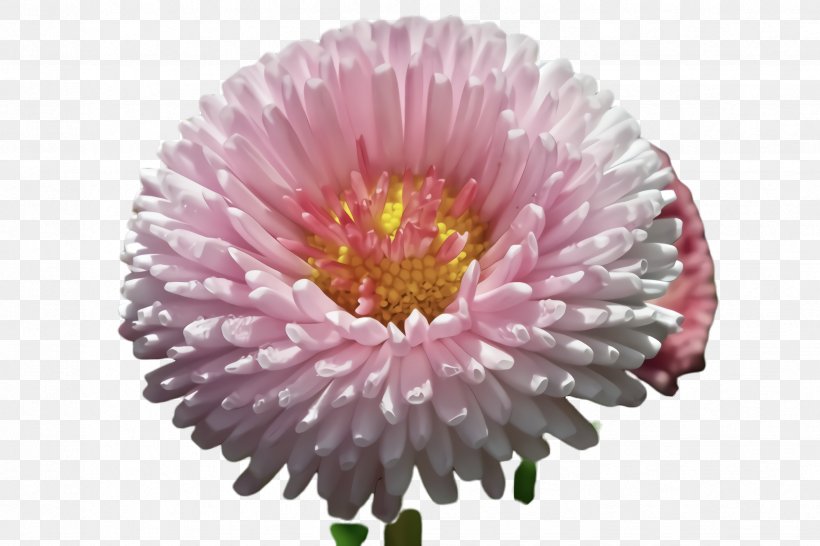 Artificial Flower, PNG, 2448x1632px, Flower, Artificial Flower, China Aster, Cut Flowers, Flowering Plant Download Free