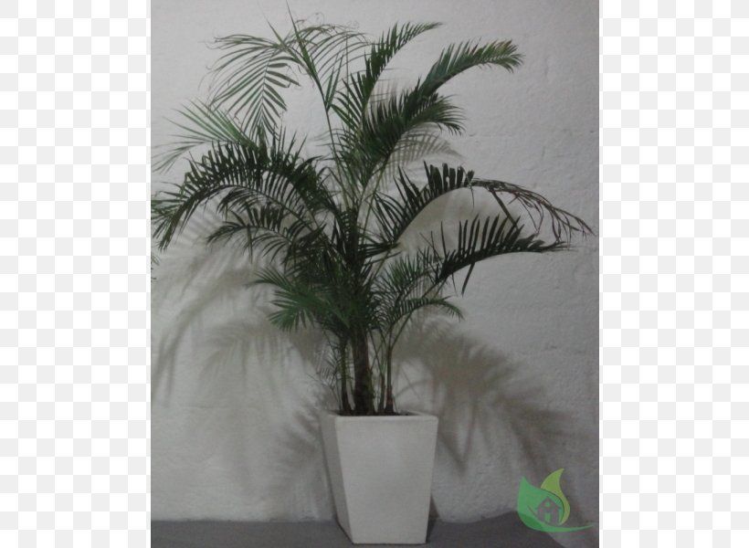 Asian Palmyra Palm Flowerpot Date Palm Coconut Houseplant, PNG, 600x600px, Asian Palmyra Palm, Arecaceae, Arecales, Borassus, Borassus Flabellifer Download Free