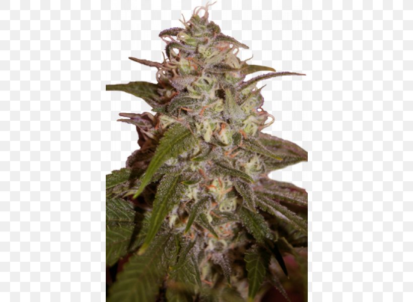 Autoflowering Cannabis Grow Shop Skunk Marijuana, PNG, 600x600px, Cannabis, Autoflowering Cannabis, Cannabis In British Columbia, Cannabis Ruderalis, Food Download Free
