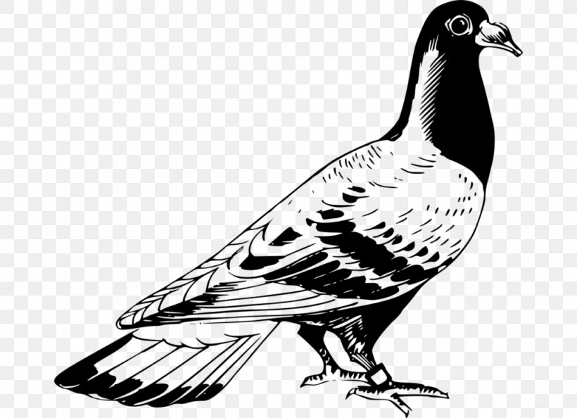 Columbidae Homing Pigeon Racing Homer English Carrier Pigeon Bird, PNG, 1024x743px, Columbidae, Animal, Artwork, Beak, Bird Download Free
