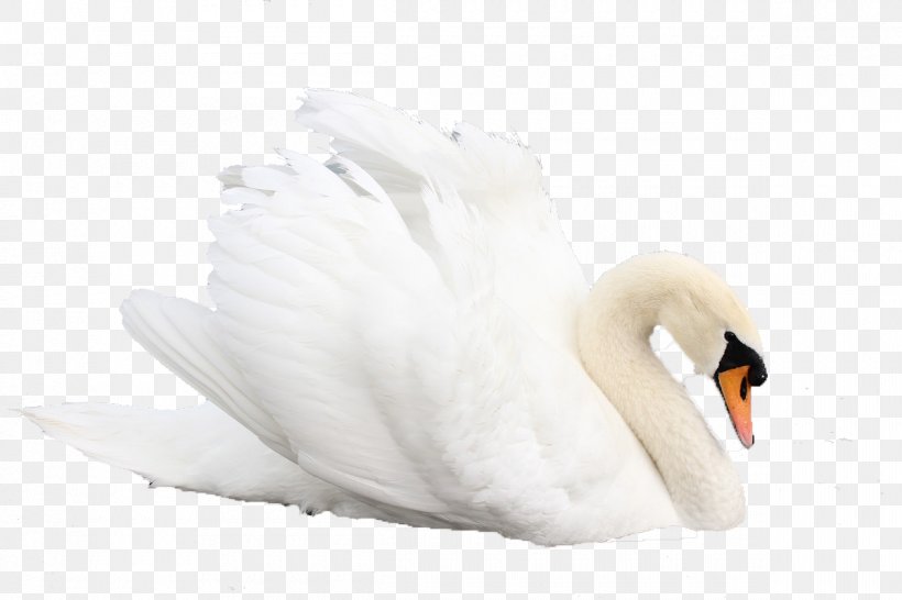 Cygnini Feather Water, PNG, 1200x800px, Cygnini, Beak, Bird, Designer, Ducks Geese And Swans Download Free