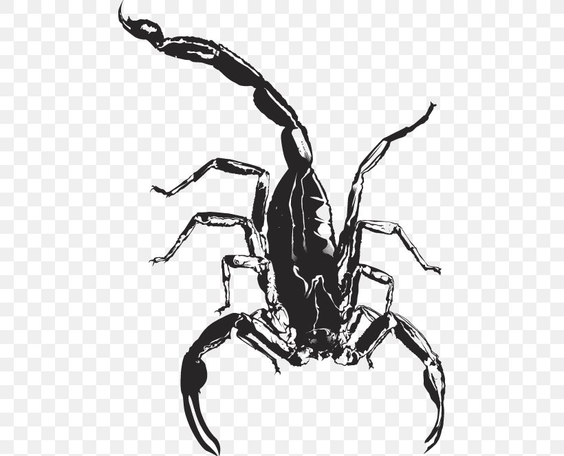 Insect, PNG, 476x663px, Insect, Art, Arthropod, Artwork, Black And White Download Free