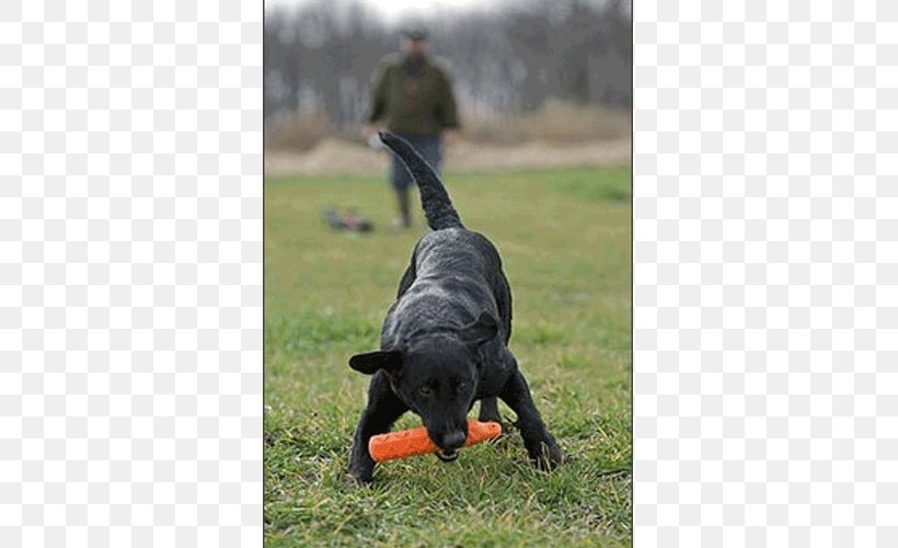 Labrador Retriever Retriever Training Obedience Training Dog Breed Dog Training, PNG, 500x500px, Labrador Retriever, Avery Dennison, Breed, Carnivoran, Dog Download Free