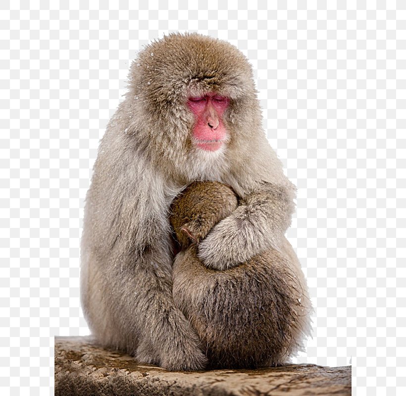 Macaque Monkey Wallpaper, PNG, 600x799px, Macaque, Child, Desktop  Environment, Fur, Japanese Macaque Download Free