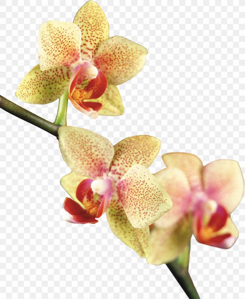 Moth Orchids Clip Art, PNG, 1310x1600px, Moth Orchids, Blog, Cut Flowers, Directory, Euanthe Sanderiana Download Free