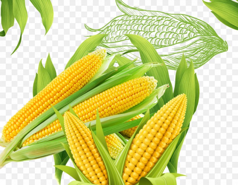 Corn On The Cob Popcorn Maize, PNG, 1324x1034px, Corn On The Cob, Cereal, Commodity, Cucumber, Five Grains Download Free