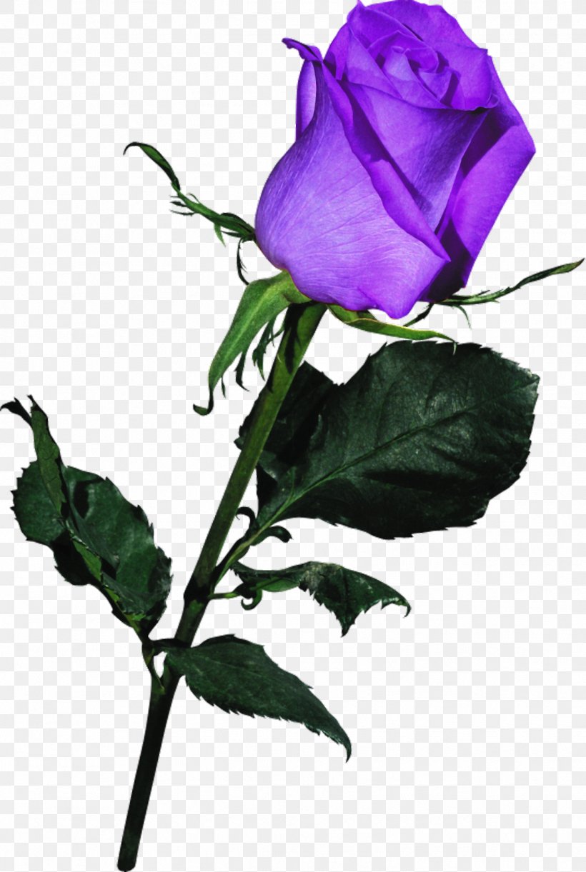 Garden Roses Pink Blue Clip Art, PNG, 1343x2000px, Garden Roses, Blue, Blue Rose, Branch, Bud Download Free