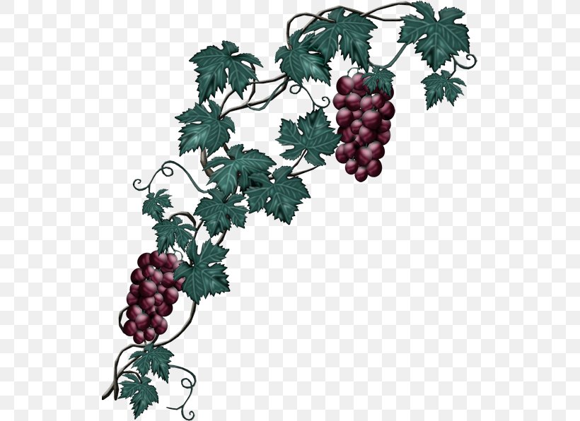Grape Wine Clip Art, PNG, 531x596px, Grape, Auglis, Branch, Flowering Plant, Food Download Free