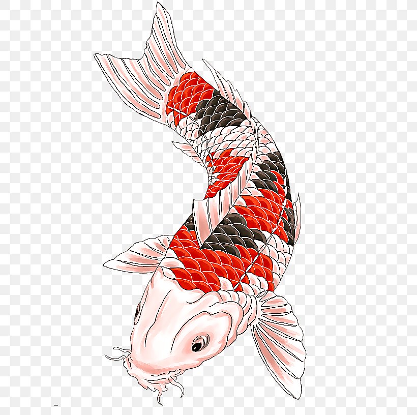 Koi Carp Fish Fish Tail, PNG, 612x816px, Koi, Carp, Fish, Tail Download Free