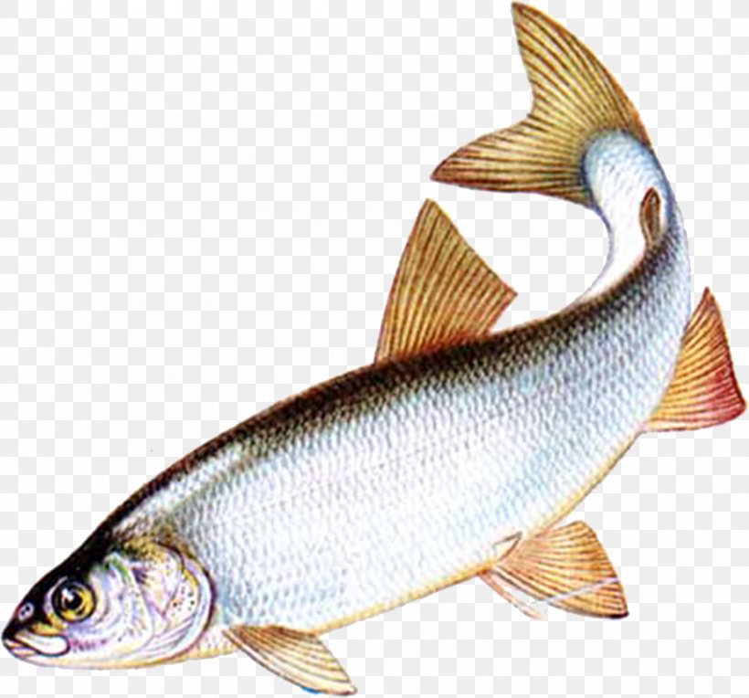 Milkfish Common Whitefish Bony Fishes Salmon, PNG, 1696x1581px, Milkfish, Animal Source Foods, Bony Fish, Bony Fishes, Carp Download Free