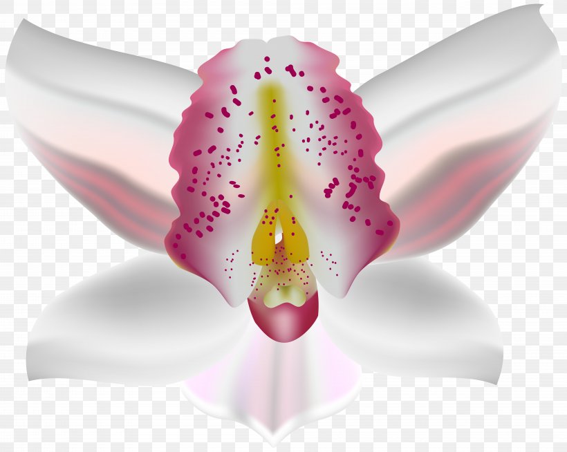Moth Orchids Petal, PNG, 8000x6387px, Flower, Close Up, Dendrobium, Flora, Floral Design Download Free