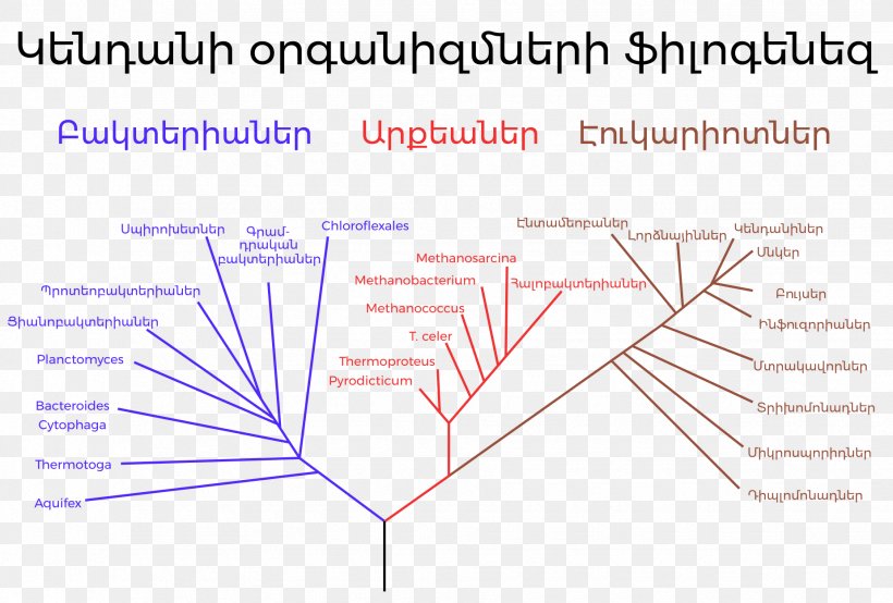 Phylogenetic Tree Phylogenetics Three-domain System Evolution, PNG, 1850x1250px, Phylogenetic Tree, Archaeans, Area, Biology, Carl Woese Download Free