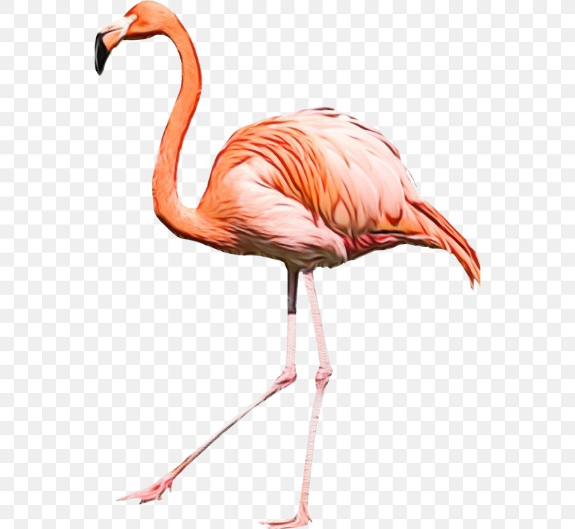 Clip Art Transparency Desktop Wallpaper Image, PNG, 550x754px, Flamingo, Beak, Bird, Feather, Greater Flamingo Download Free