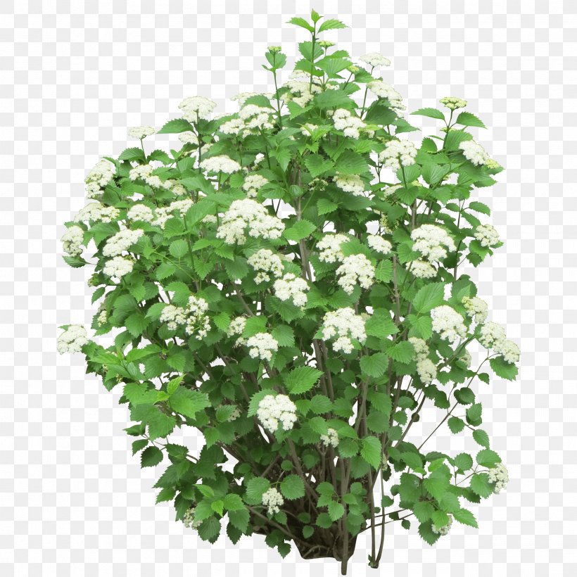 Shrub Flower Tree, PNG, 2527x2527px, Shrub, Annual Plant, Flower, Flowering Plant, Flowerpot Download Free