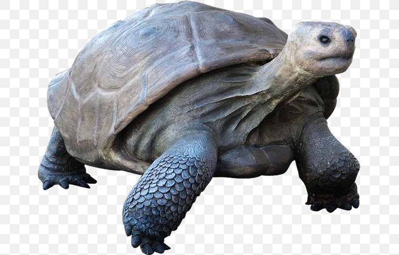 Turtle Galápagos Islands Reptile Galápagos Tortoise Giant Tortoise, PNG, 663x523px, Turtle, African Spurred Tortoise, Chelonoidis, Chelydridae, Desert Tortoise Download Free