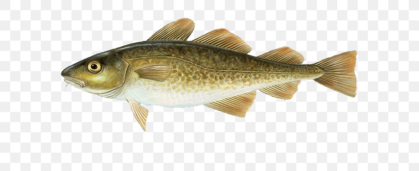 Atlantic Cod Alaska Pollock Haddock, PNG, 768x336px, Cod, Alaska Pollock, Atlantic Cod, Bony Fish, Carp Download Free