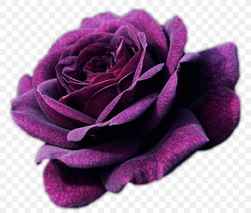 Rose Purple Flower Shrub Seed, PNG, 795x697px, Rose, Blue, Blue Rose, Color, Cut Flowers Download Free