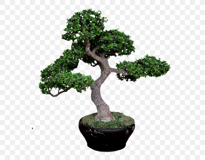 Sageretia Theezans Bonsai Tree Pine Jade Plant, PNG, 563x640px, Sageretia Theezans, Baobab, Bonsai, Evergreen, Flowerpot Download Free