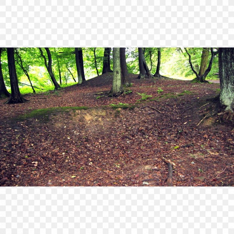 Sprockhövel Gruvedriften I Ruhrområdet Förderverein Bergbauhistorischer Stätten Ruhrrevier Bassinet Nature Reserve, PNG, 1134x1134px, Bassinet, Branch, Branching, Deciduous, Forest Download Free