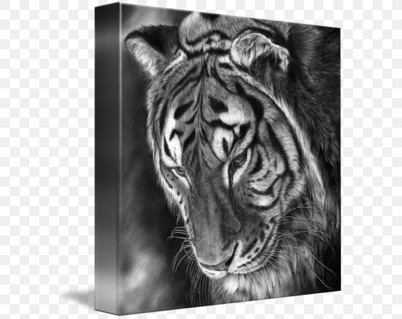 Tiger Lion Whiskers Gallery Wrap /m/02csf, PNG, 587x650px, Tiger, Big Cats, Black, Black And White, Canvas Download Free