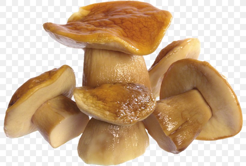 Fungus Mushroom Clip Art, PNG, 800x553px, Fungus, Edible Mushroom, Information, Ingredient, Megabyte Download Free