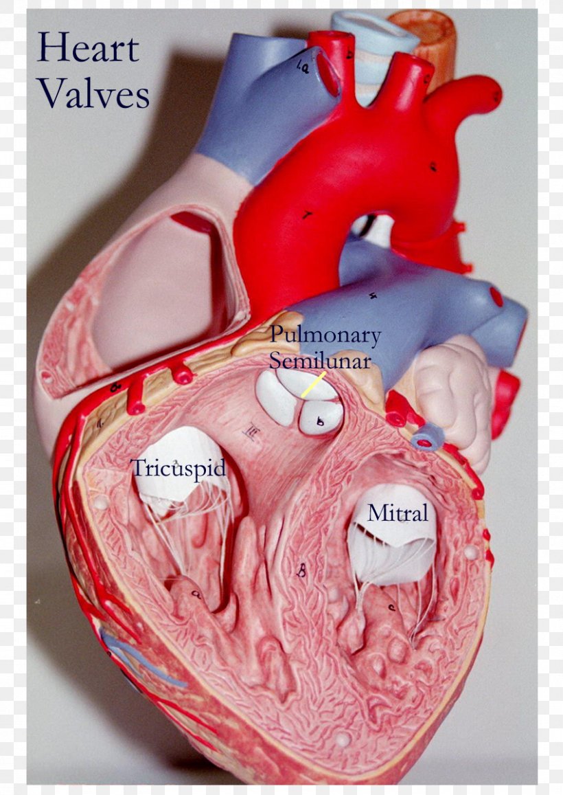 Heart Valve Anatomy Tricuspid Valve, PNG, 850x1200px, Watercolor, Cartoon, Flower, Frame, Heart Download Free