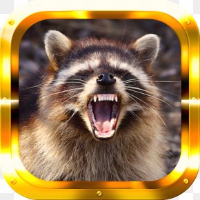 Raccoon - Baby Raccoons Cat Dog Bat PNG