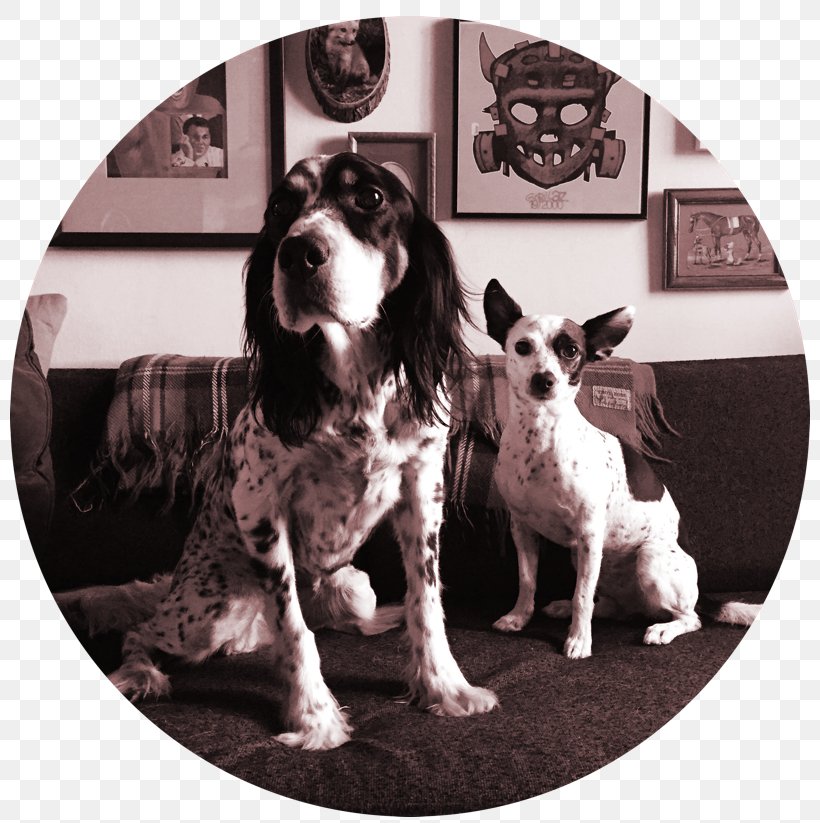 English Springer Spaniel Dog Breed Welsh Springer Spaniel Gorillaz, PNG, 800x823px, English Springer Spaniel, Breed, Carnivoran, Crossbreed, Dog Download Free