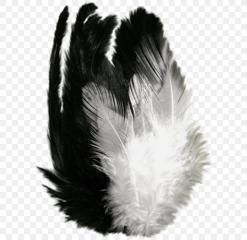 Feather Clip Art Flight Black, PNG, 596x800px, Feather, Black, Blackandwhite, Color, Costume Accessory Download Free