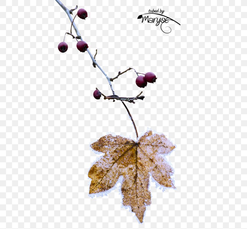 Grape Cocktail Twig Leaf, PNG, 479x762px, Grape, Branch, Cocktail, Fruit, Grapevine Family Download Free
