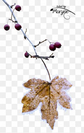 Grape - Grape Cocktail Twig Leaf PNG