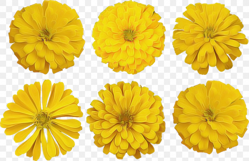 Yellow English Marigold Flower Petal Plant, PNG, 900x583px, Yellow, Daisy Family, English Marigold, Flower, Gerbera Download Free