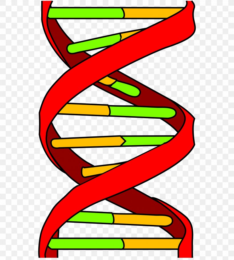 DNA Genetics Nucleic Acid Double Helix Genetic Testing, PNG, 2000x2229px, Dna, Area, Artwork, Base Pair, Biology Download Free