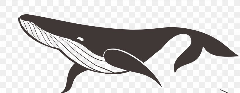 Drawing Vector Graphics Cetacea Illustration Clip Art, PNG, 2317x901px, Drawing, Art, Beak, Bird, Black Download Free