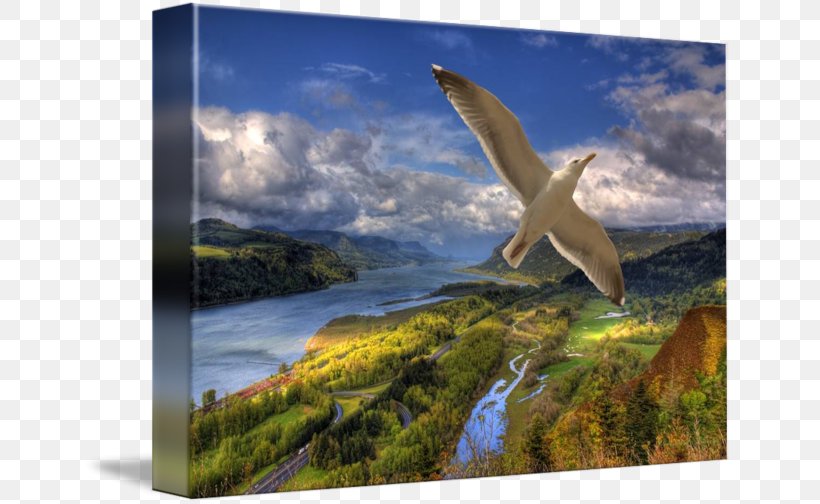 Columbia River Gorge Gallery Wrap Ecosystem Wildlife Canvas, PNG, 650x504px, Columbia River Gorge, Art, Canvas, Ecosystem, Fauna Download Free