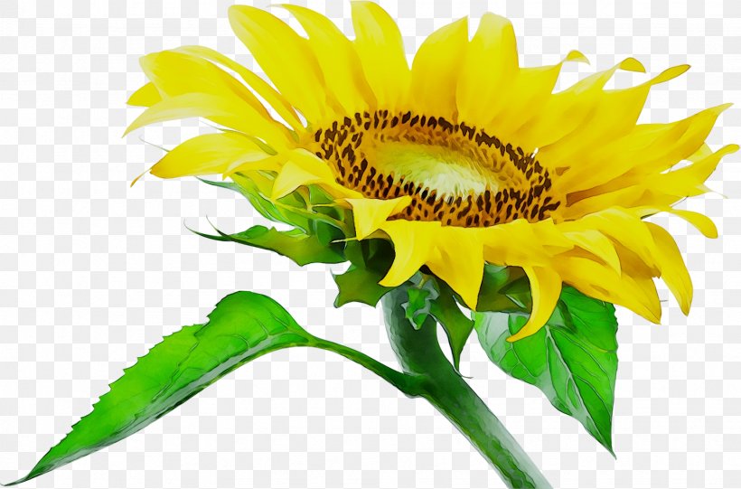 Common Sunflower Photography JPEG Annual Plant, PNG, 1848x1220px, Common Sunflower, Annual Plant, Asterales, Botany, Cut Flowers Download Free