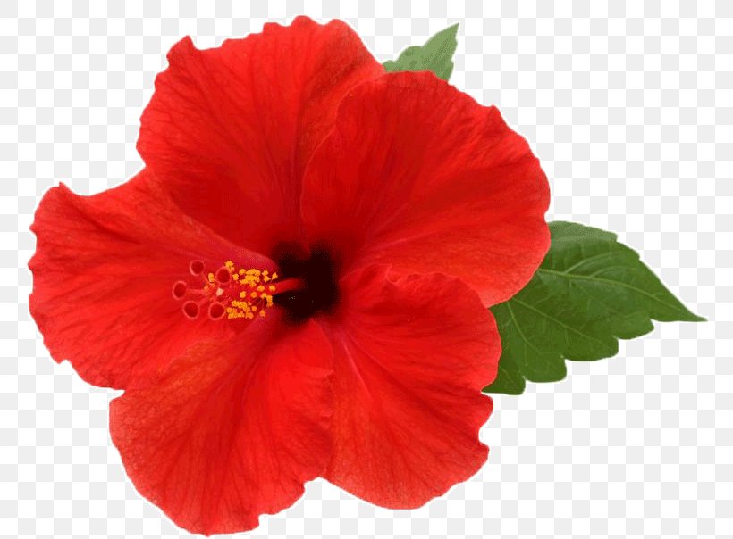 Flower Shoeblackplant Stock Photography Red Color, PNG, 784x604px, Flower, Alyogyne Huegelii, Annual Plant, China Rose, Chinese Hibiscus Download Free