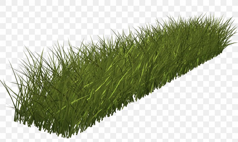 Grass Green Lawn Clip Art, PNG, 1500x899px, Grass, Grass Family, Grasses, Green, Herb Download Free