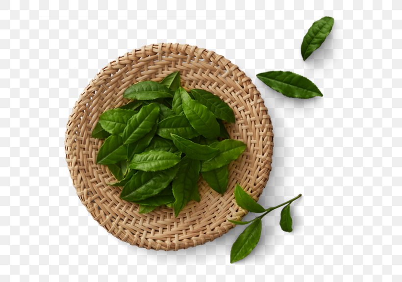 Green Tea Matcha Tea Production In Sri Lanka Black Tea, PNG, 658x575px, Tea, Basil, Black Tea, Chinese Tea, Golden Monkey Tea Download Free