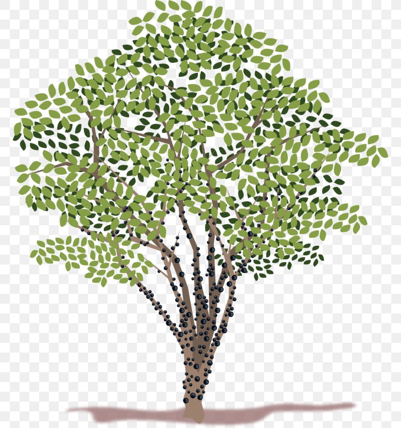 Jabuticaba Tree Clip Art, PNG, 768x874px, Jabuticaba, Branch, Drawing, Flowerpot, Grass Download Free