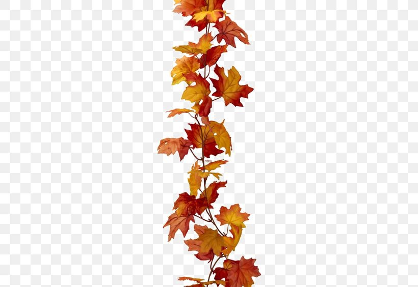Maple Leaf Autumn Leaf Color, PNG, 564x564px, Maple Leaf, Autumn, Autumn Leaf Color, Branch, Color Download Free