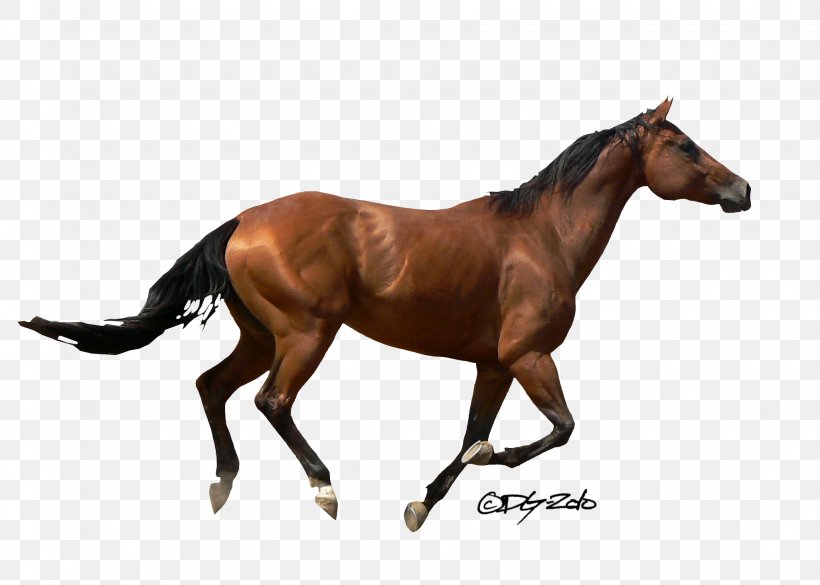 Mustang Andalusian Horse American Quarter Horse Stallion Foal, PNG, 2055x1468px, Mustang, American Quarter Horse, Andalusian Horse, Bridle, Colt Download Free