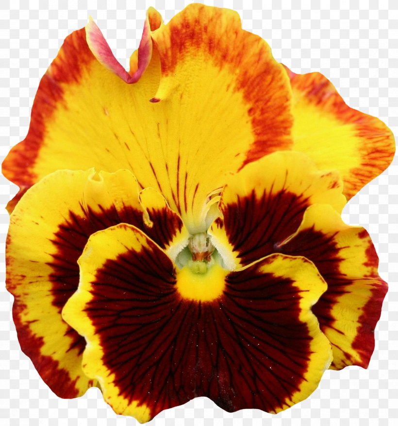 Pansy Flower Orange Clip Art, PNG, 1198x1280px, Pansy, Flower, Flower Garden, Flowering Plant, Garden Download Free