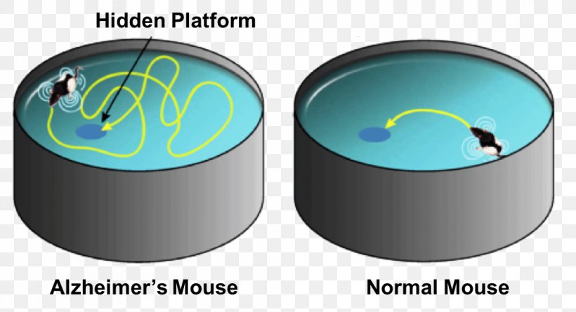 Rat Morris Water Navigation Task Water Maze Mouse, PNG, 1042x566px, Rat, Assay, Experiment, Flashcard, Industry Download Free