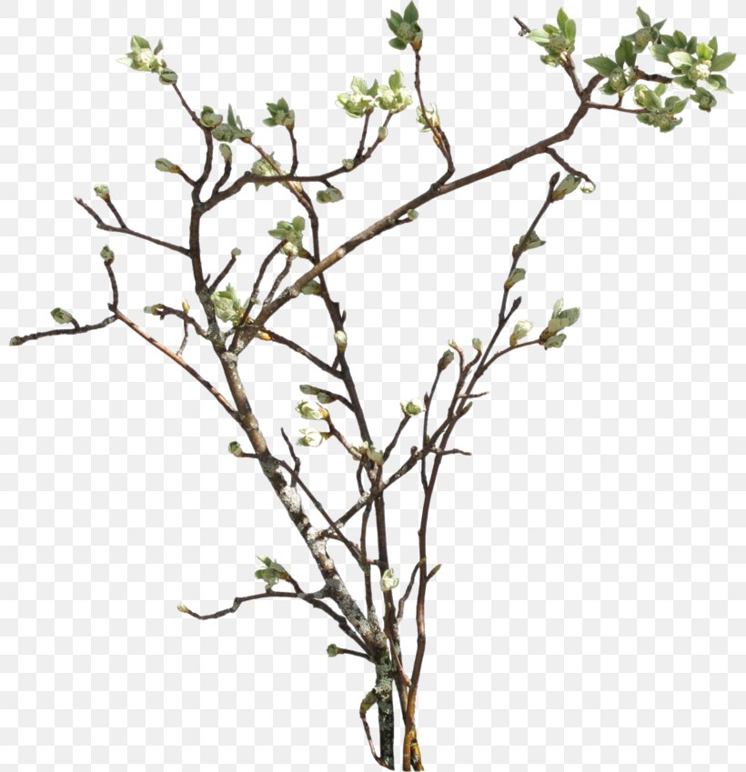 Clip Art, PNG, 800x849px, Branch, Display Resolution, Document, Flora, Flower Download Free