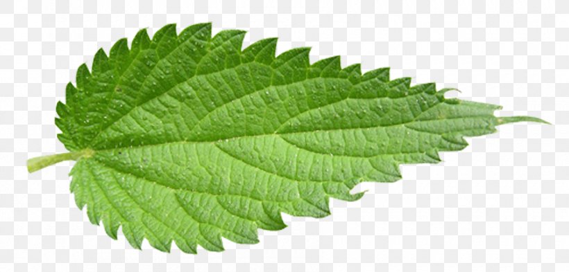 Common Nettle Leaf Plectranthus Scutellarioides, PNG, 900x432px, Common Nettle, Botany, Dioecy, Elm Family, Extract Download Free